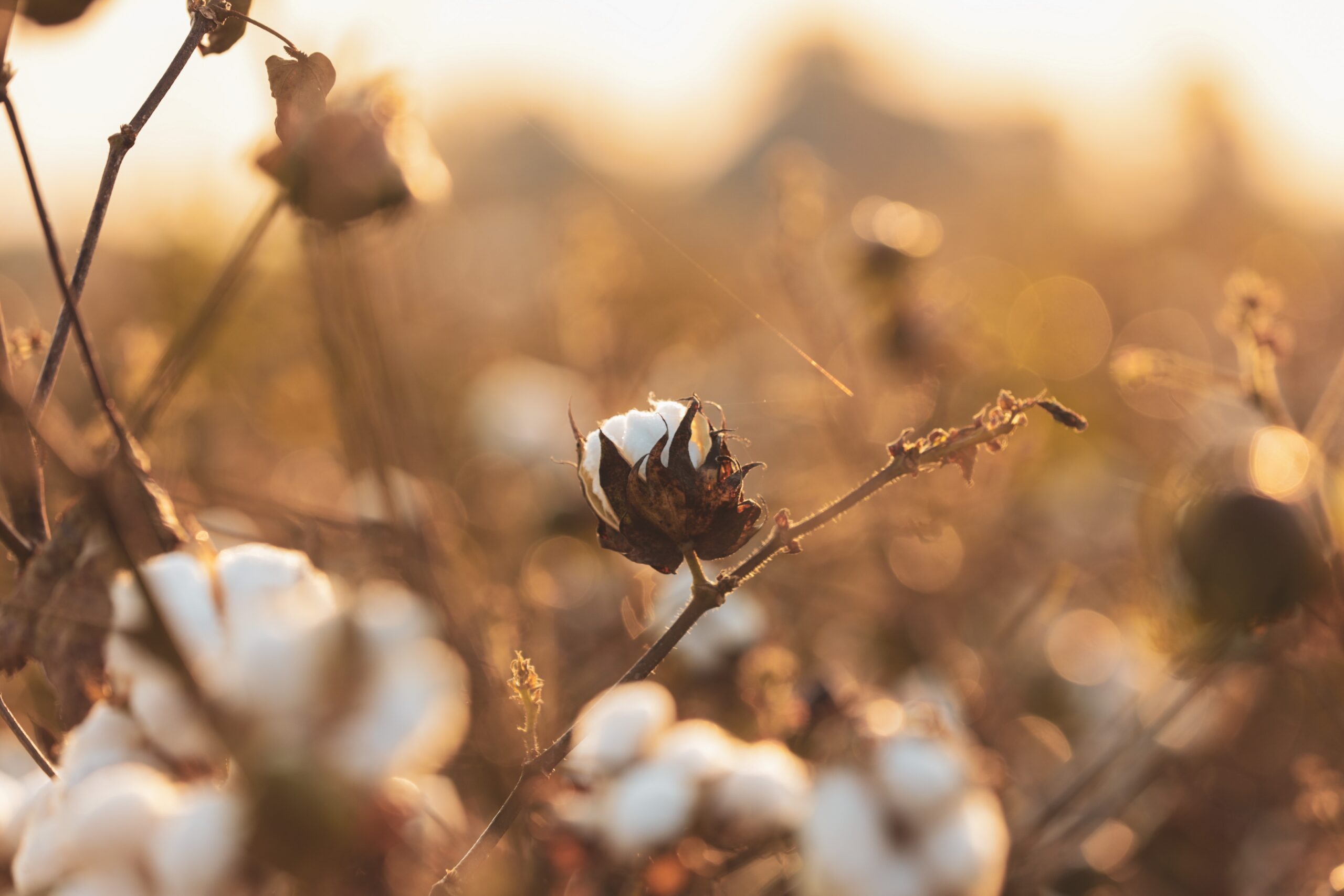 Why Organic Cotton is the Best Option for Your Business?